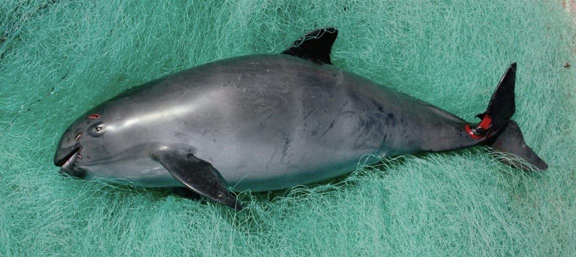SAVING THE VAQUITA